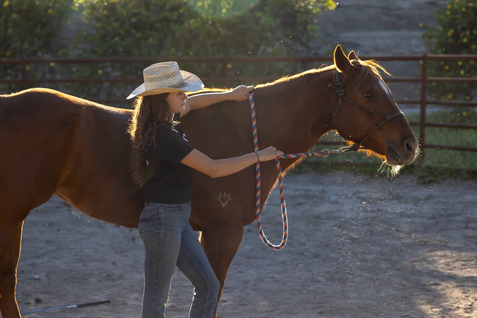 Equine interaction at Grata Ranch photographed from the side