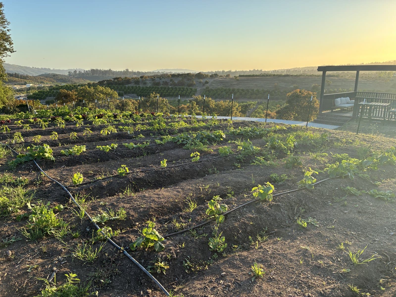 Rows of growing plants in the ranch garden at golden hour