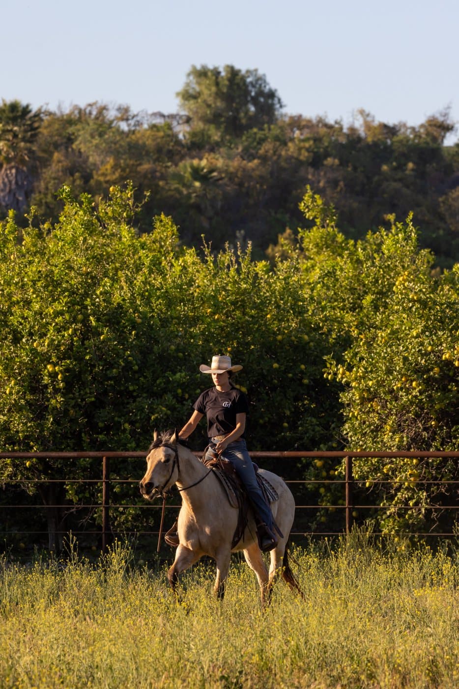 Horse and rider in a sunlit ranch field